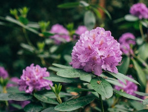 rhododendron-port-townsend